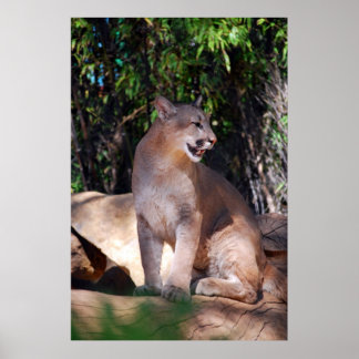 クーガーポスター ポスター