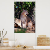 クーガーポスター ポスター (キッチン)