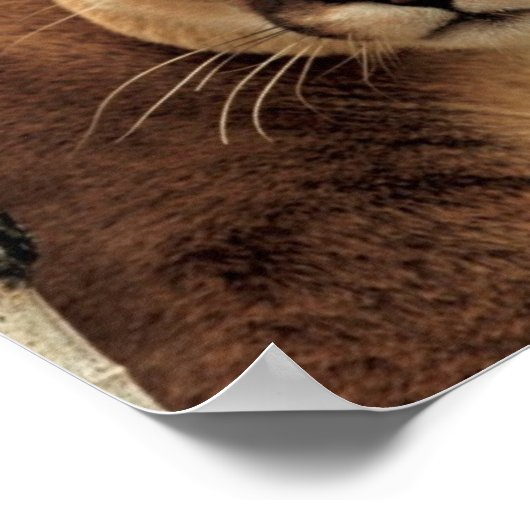 クーガー写真 ポスター (角)