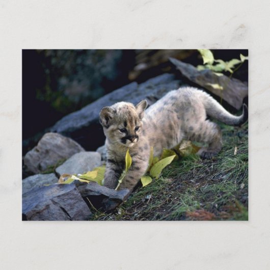 クーガー生後6週の子 ポストカード (正面)