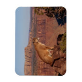 クーガー磁石 マグネット (縦)