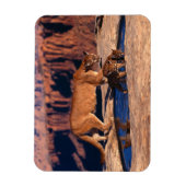 クーガー磁石 マグネット (縦)