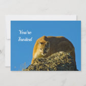 クーガー誕生日招待状 招待状 (正面)