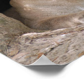 クーガー012 ポスター (角)