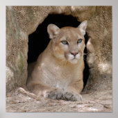 クーガー012 ポスター (正面)