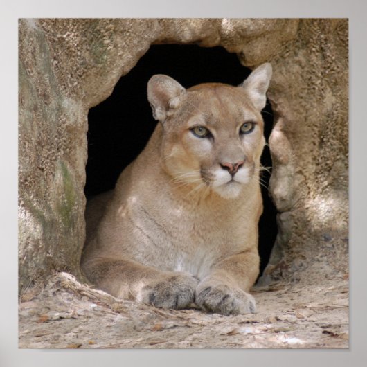 クーガー012 ポスター (正面)