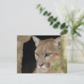 クーガー013 ポストカード (スタンド正面)