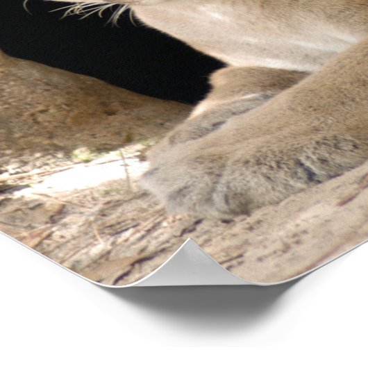 クーガー014 ポスター (角)