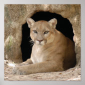 クーガー014 ポスター (正面)