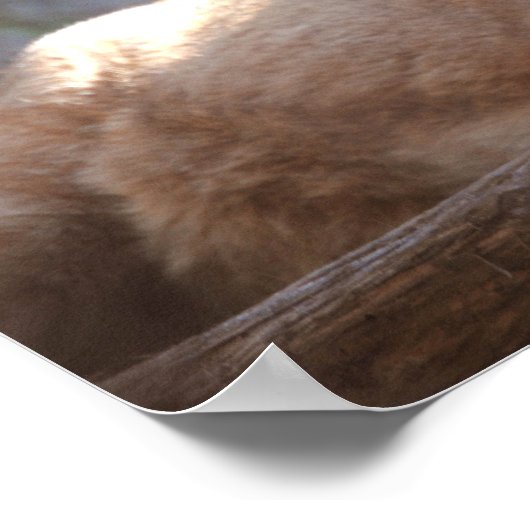 クーガー1 ポスター (角)