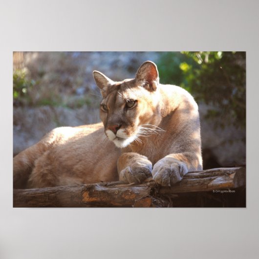 クーガー1 ポスター (正面)