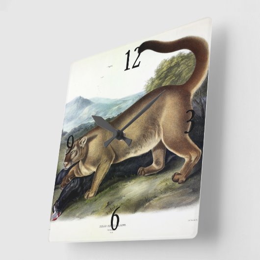 クーガー、またはプーマ、パンサー、マウンテンライオン、キャットミュ スクエア壁時計 (傾斜)