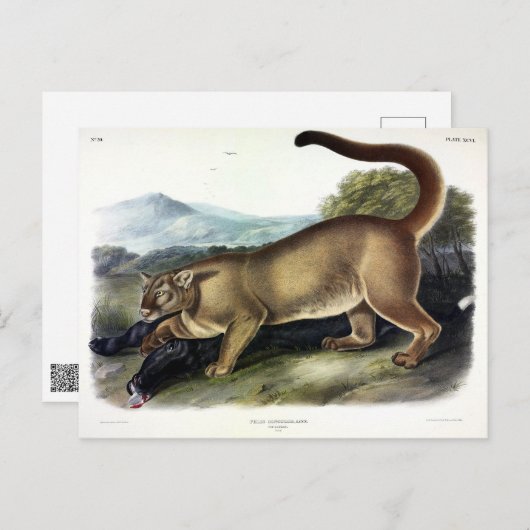 クーガー、またはプーマ、パンサー、マウンテンライオン、キャットミュ ポストカード (正面/裏面)