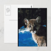 クーガー・クブ ポストカード (正面/裏面)