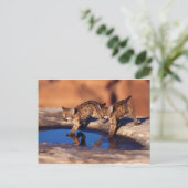 クーガー・ツインカブ ポストカード (スタンド正面)