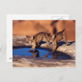 クーガー・ツインカブ ポストカード (正面/裏面)