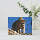 クーガー（プーマコンカラー）写真 ポストカード (スタンド正面)