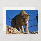 クーガー（プーマコンカラー）写真 ポストカード (正面/裏面)