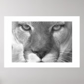 クーガー ポスター (正面)