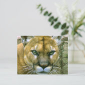 クーガー ポストカード (スタンド正面)