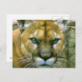 クーガー ポストカード (正面/裏面)