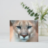 クーガー ポストカード (スタンド正面)