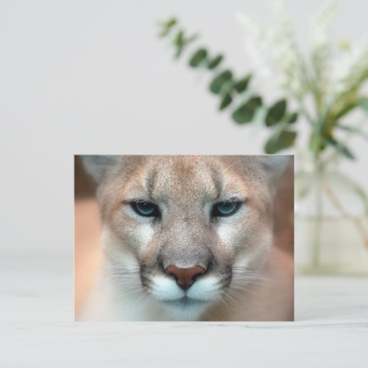 クーガー ポストカード (スタンド正面)