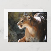 クーガー ポストカード (正面/裏面)