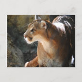 クーガー ポストカード (正面)