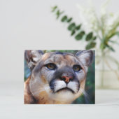 クーガー ポストカード (スタンド正面)