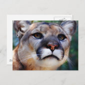 クーガー ポストカード (正面/裏面)