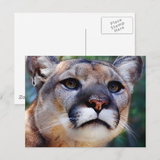 クーガー ポストカード (正面/裏面)