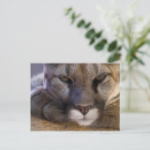 クーガー ポストカード (スタンド正面)