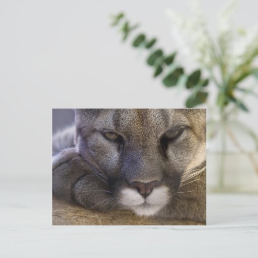 クーガー ポストカード (スタンド正面)