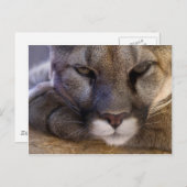 クーガー ポストカード (正面/裏面)