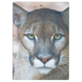 クーガー、マウンテンライオン、フロリダパンサー、プーマ2 クリップボード (裏面)