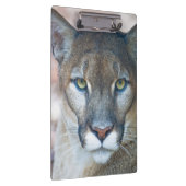 クーガー、マウンテンライオン、フロリダパンサー、プーマ2 クリップボード (右)