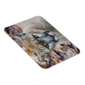 クーガー、マウンテンライオン、フロリダパンサー、プーマ マグネット (右側)