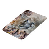 クーガー、マウンテンライオン、フロリダパンサー、プーマ マグネット (左側)