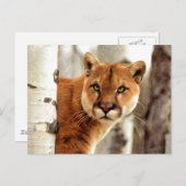 クーガ絵画ー写真 ポストカード (正面/裏面)