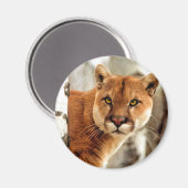 クーガ絵画ー写真 マグネット (正面/裏面)