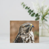 クーパーのホーク写真はがき ポストカード (スタンド正面)