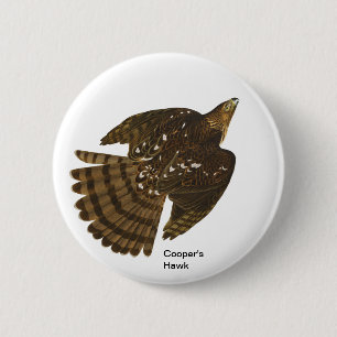 クーパーの鷹: John James Audubon, Hawk Bird著 缶バッジ