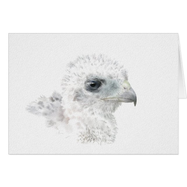 クーパースホークシック (正面横)