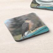 クーパースホーク コースター (左側)