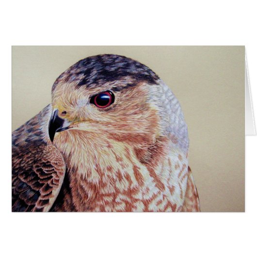 クーパーズホークポートレート (正面横)