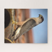 クーパーズホーク ジグソーパズル (横)