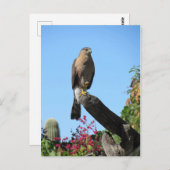 クーパーズホーク ポストカード (正面/裏面)