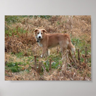 クーパー ポスター