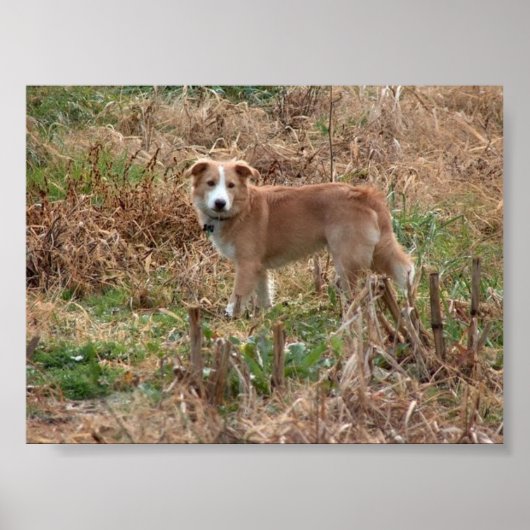 クーパー ポスター (正面)